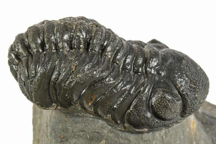 Detailed Austerops Trilobite - Ofaten, Morocco #323592
